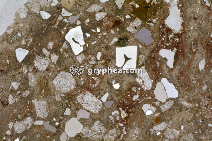 Rhyolite LPNA x3,5 - gryphea.com